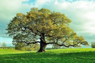 نباتات وعطور الابراج